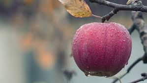 hd wallpaper apple apple tree rainy