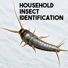 household insect identification a