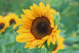 Sketsa bunga matahari merupakan sketsa yang banya digambar oleh seniman. Cara Mudah Menanam Dan Merawat Bunga Matahari Halaman All Kompas Com