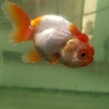 common gold fish splashy fin live