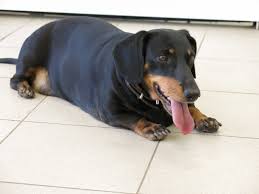 overweight dachshund live