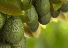 what-city-in-california-grows-the-most-avocados