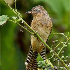 Burung rangkong (enggang) adalah burung yang terdiri dari 57 spesies yang tersebar di asia dan afrika. Gan Tau Burung Kematian Yang Satu Ini Ga Kaskus
