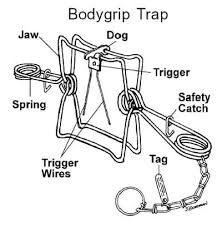 Wild About Trapping Com Explaining The Bodygrip Trap