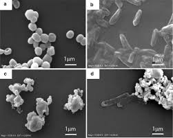 a review on biosynthesis of silver