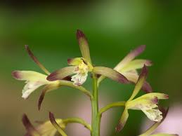 Perennial crops are plants that grow year after year without the need for replanting. The Adam And Eve Orchid Wholesale Nursery Co