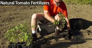 5 of the best natural tomato fertilizers