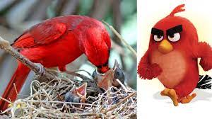 Angry Birds Characters In Real Life - YouTube