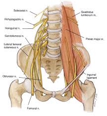 Found to either side of the groin area along the inside of the thigh, the groin muscles all find their origins on the pubic bone. Injury Of The Month Hip Groin Pain Physio Remedies Physiotherapy Sports Massage London W1 Mayfair Green Park Berkeley Square