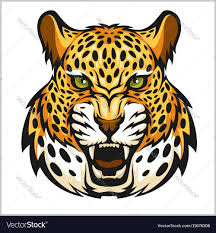 jaguar portrait jaguars head on white