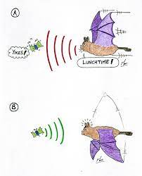 What is echolocation & how do bats use it? | Wildlife Online