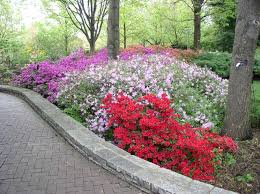 Image result for Azalea azaleas