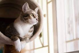 what is the best carpet for a cat tree