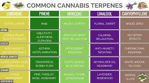 The Entourage Effect How Terpenes Influence Cannabis