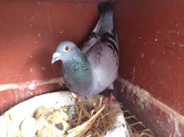 disinfecting your pigeon loft
