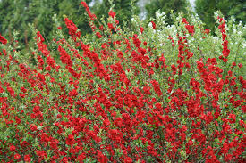 32 Red Flowers Plants For A Radiant
