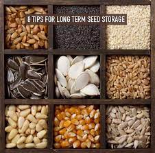 8 tips for long term seed storage