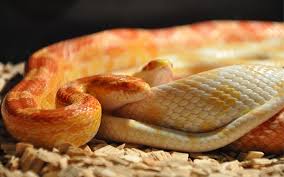 16 Popular Types Of Pet Snakes With