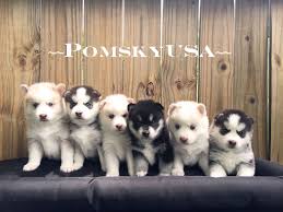 pomsky usa images of our puppies