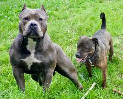 The staffordshire bull terrier is generally considered one of the breeds known as a pit bull in the united states. Staffordshire Bull Terrier Dog Breed Information And Images K9rl