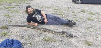 coastal carpet python seq snake catchers