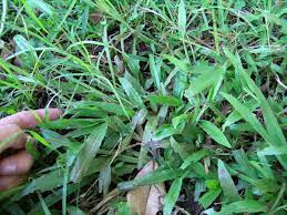 how to control carpetgr lawn care