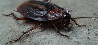 5 ways to prevent roaches in your home