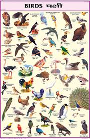Buy Birds Chart 50x75cm Book Online At Low Prices In India