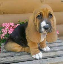 If you plan to acquire a puppy from a breeder, look for a reputable, responsible. Basset Hound Puppies For Sale In Pa Petsidi