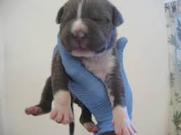 Pitbulls with blue noses looks undeniably beautiful, and the puppies are even more adorable. Blue Nose Pit Bull Puppies 7 1 2 Weeks Old For Sale In Hayward California Classified Americanlisted Com
