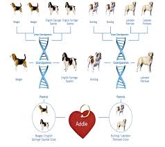 Dog Dna Tests What You Should Know Fortune