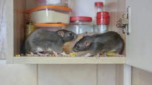 Signs Of Rat And Mat Infestations