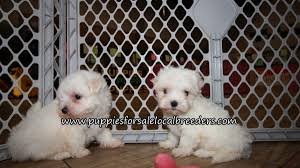 We provide best and beautiful maltese puppies and dogs for sale near your place. Maltese Puppies For Sale Atlanta Georgia At Lawrenceville Puppies For Sale Local Breeders