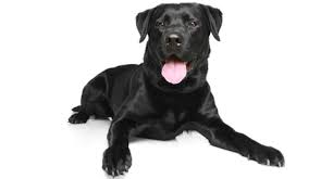 I do live in michigan. Labrador Retriever Dog Breed Profile Petfinder