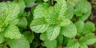 Both catnip and catmint are types of mint that are safe to cats, while garden mint may cause gastrointestinal upset if too much is eaten. Is Spearmint Safe For Cats Or Toxic Pet Care Advisors