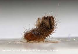 carpet beetles in the home pests in