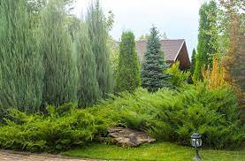 Evergreen Trees And Other Plants For