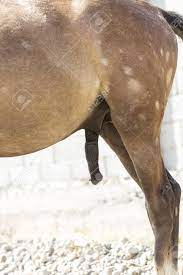 Erected Penis Of A Horse Stock Photo, Picture and Royalty Free Image. Image  85765480.