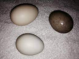 Blue swedish duck egg color. Charcoal Egg From Swedish Duck Backyard Chickens Learn How To Raise Chickens