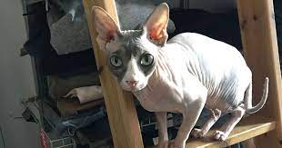 how to care for a hairless cat sphynx
