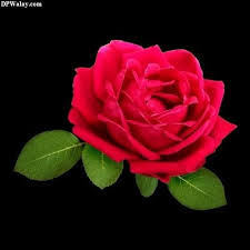 190 rose images dp whatsapp flower