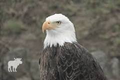 Can you go to jail for accidentally killing a bald eagle?