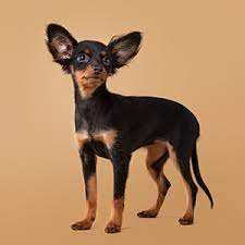 russian toy terrier facts wisdom