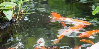 Drsfostersmith.com has a nycon fish spawning fish incubator if you want to get fancy. How Long Are Koi Fish Pregnant Live Spawning Or Egg Layers