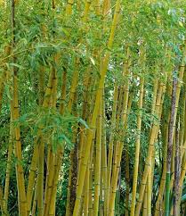 Easy, fast grower in full sun to full shade. Phyllostachys Aurea Fish Pole Bamboo