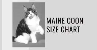 maine size chart what is a good