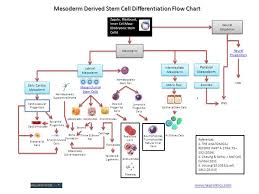 68 T Cell Maturation Flow Chart