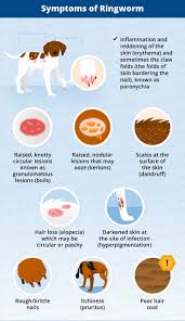 ringworm in dogs causes signs