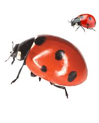 live ladybugs coccinella