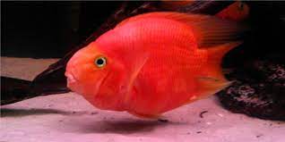 These fish are not found in the wild. Blood Red Parrot Cichlid Care Guide The Aquarium Guide